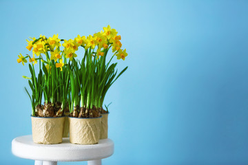 Beautiful narcissus in pots on the wall background