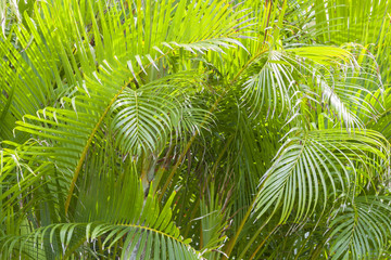beautiful palm leaves