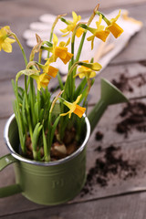 Beautiful narcissus in watering-can on wooden background