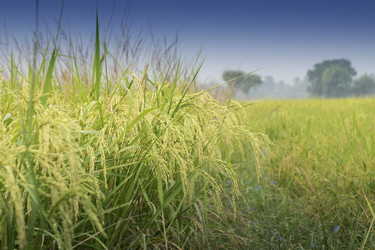 Paddy Field, Green Agriculture Land, India