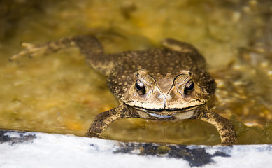 Toad is currently floating in the pond.