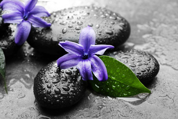 Heap of spa hot stones and flowers  on grey background