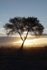 Fototapeta na wymiar Tree Silhouette at Sunset