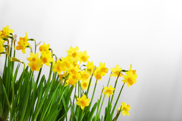 Obraz premium Blooming narcissus flowers on blurred background