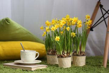 Blooming narcissus flowers with cup of tea on green carpet, indoors