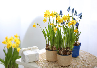 Blooming narcissus flowers in flowerpots indoors