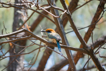 El pájaro se encuentra oculto entre ramas.