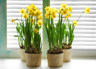 Blooming narcissus flowers on windowsill