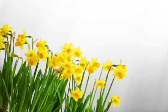 Blooming narcissus flowers on blurred background