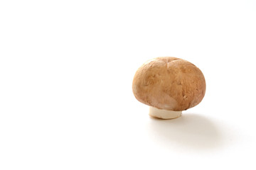 マッシュルーム　白色背景
