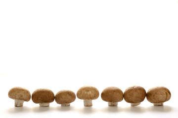 マッシュルーム　白色背景
