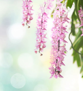 Tropical orchid flower (Aerides multiflora Roxb) bloom - flower