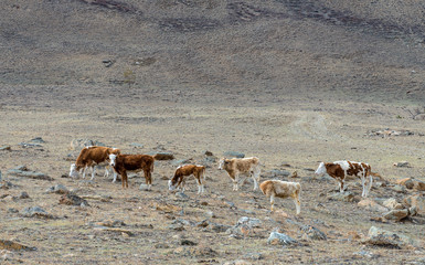 Fototapeta na wymiar a herd of cows grazing on the hillside