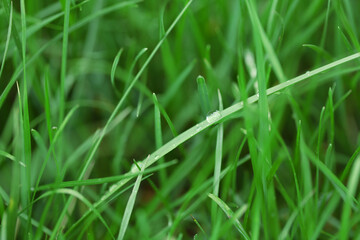 Green grass background, closeup