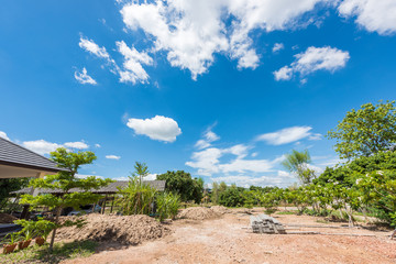 new garden and tree against blue sky