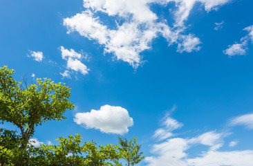 tree and blue sky