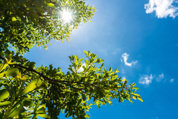 Green leaves against blue sky