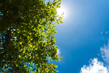 Green leaves against blue sky
