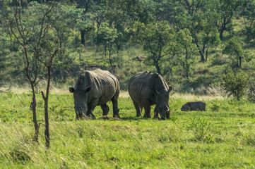 Fototapeta premium Rhinoceros grazing in the Weldgevonden Game Reserve in South Africa