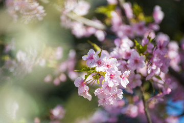 Beautiful sakura or cherry blossom in Ueno park