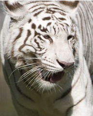 White Bengal Tiger