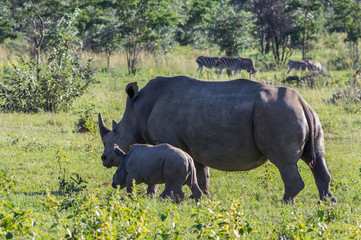 Obraz premium Rhinoceros grazing in the Weldgevonden Game Reserve in South Africa