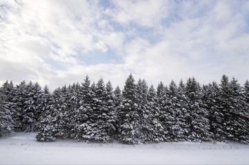 Evergreen forest in Winter