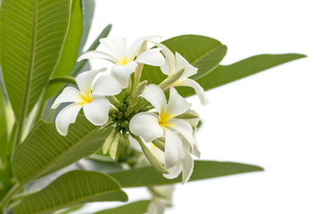 Fototapeta premium Close up Lan thom flower