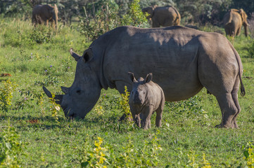 Obraz premium Rhinoceros grazing in the Weldgevonden Game Reserve in South Africa