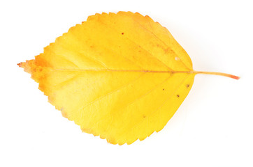 Naklejka premium Beautiful autumn leaf, isolated on white