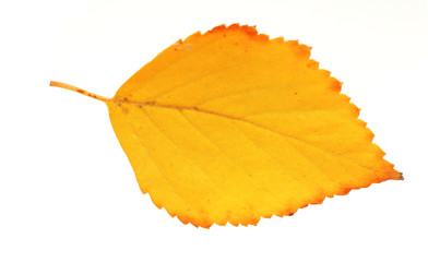 Beautiful autumn leaf, isolated on white
