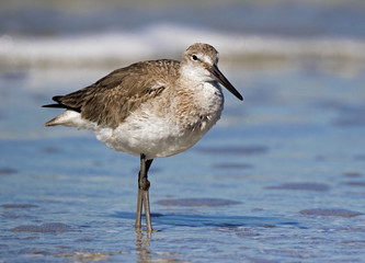Willet (Catoptrophorus semipalmatus) standing in shallow surf on a Gulf Coast beach.