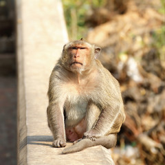 Monkey sit on his way
