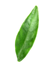 Obraz premium Green leaf of orange tree, isolated on white