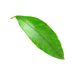 Obraz premium Green leaf of orange tree, isolated on white