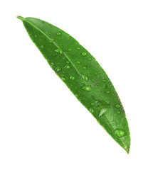 Fototapeta na wymiar Green leaf of orange tree, isolated on white