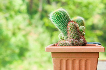 Cactus with blurry natural background.