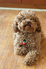 A brown poodle
