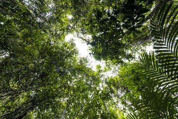 Fototapeta premium Forest Beauty view of nature 