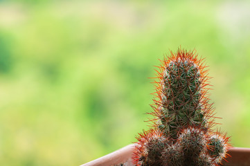 Cactus with blurry natural background.
