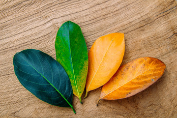 Concept season change of leaves