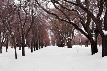 Fototapeta premium Beautiful winter alley