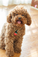 A brown poodle