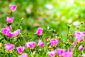 Obraz premium Portulaca grandiflora (Moss-rose Purslane or Moss-rose), Family /Dew on petals of Pink Moss rose in Garden on summer with sunflare. 