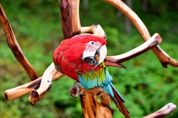 Colorful Macaw Parrot outdoors