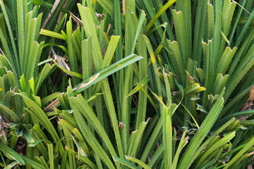 Obraz premium tropical plant