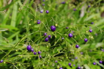 japanese flower