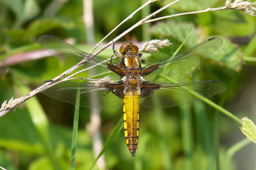 Female Broad-bodied Chaser resting on grass stem.