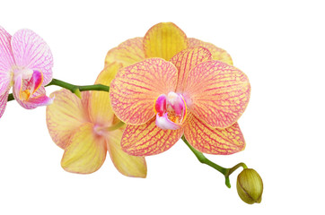 Pink orchid flower
