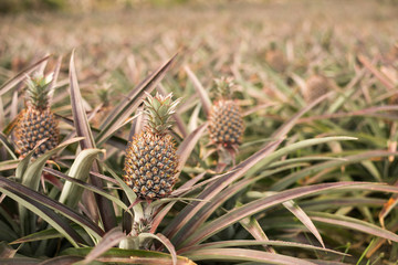 pineapple farm